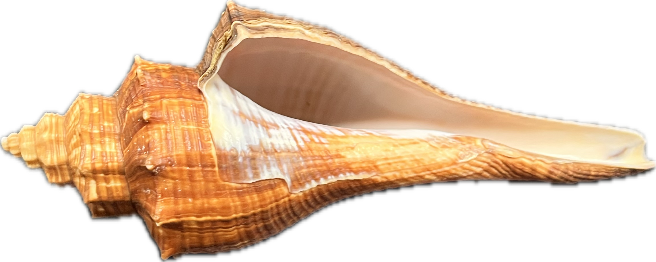 Hemifusus tuba (L) – mořský plž, mušle, pohled 3