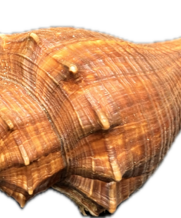 Hemifusus tuba (L) – mořský plž, mušle, pohled 2
