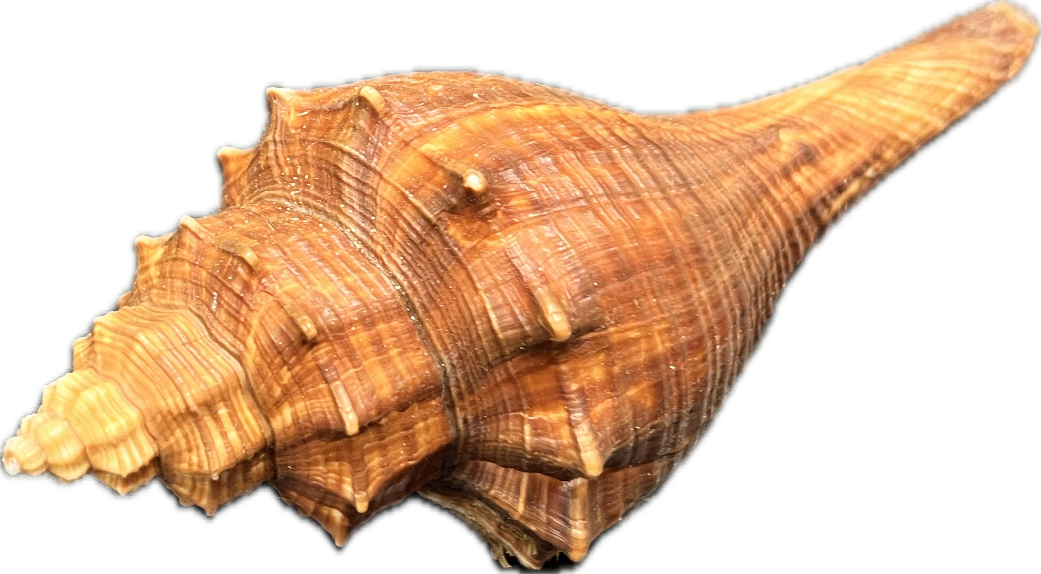 Hemifusus tuba (L) – mořský plž, mušle, pohled 2