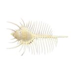 murex-pecten-1 murex pecten