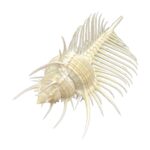 murex-pecten-2 Murex pecten – Venušin hřeben, mušle, pohled 2