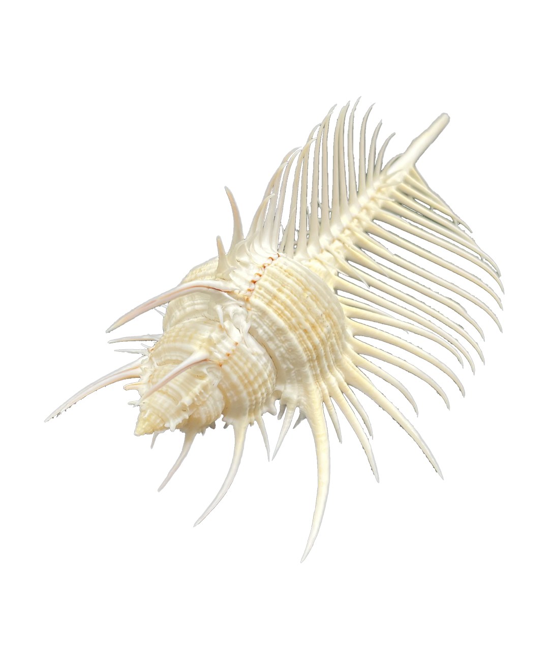 Murex pecten – Venušin hřeben, mušle, pohled 2