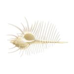 murex-pecten-3 Murex pecten – Venušin hřeben, mušle, pohled 3