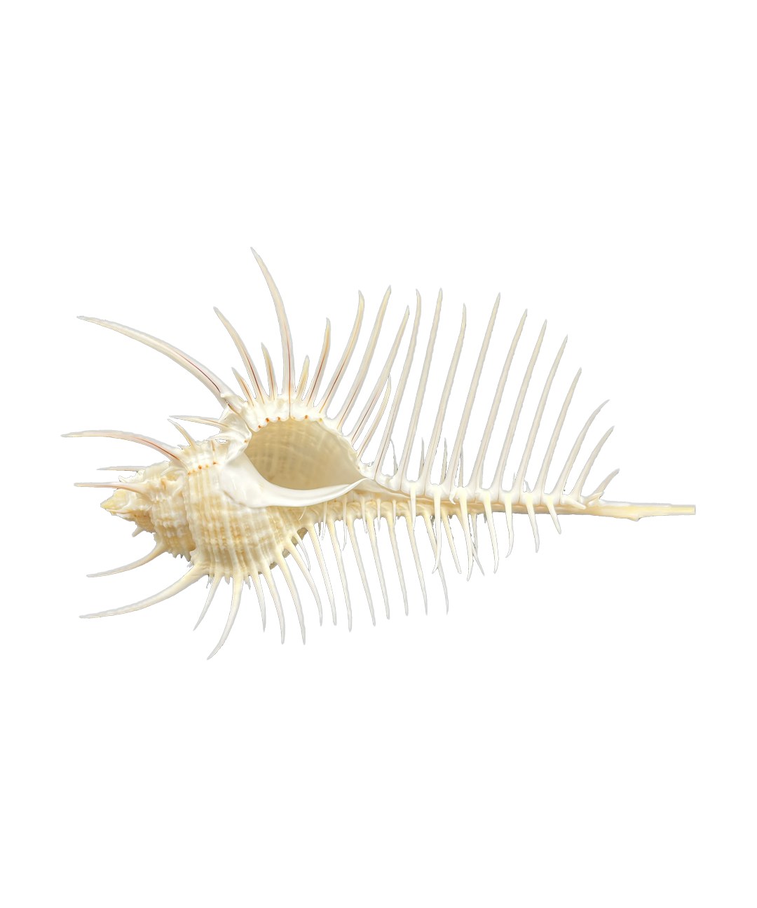 Murex pecten – Venušin hřeben, mušle, pohled 3